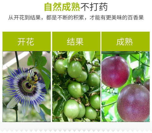 广西百香果 从“鸡蛋果”到孕妇挚爱的营养鲜果