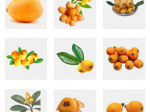 新鲜枇杷手绘卡通免抠素材 一抹夏日清甜的创意之源